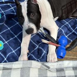 American Staffordshire Terrier puppies from Bold & Beautiful Amstaffs