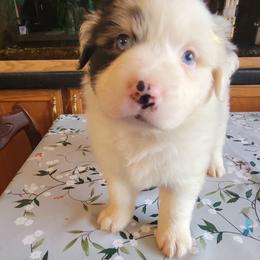 Kip - Blue merle male Australian Shepherd puppy in Guthrie, Oklahoma from 2bar Aussies