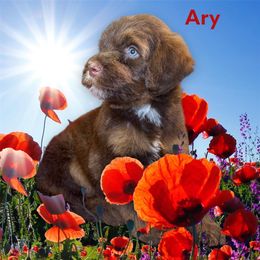 Ary ( white ) - Red tri-color male Aussiedoodle puppy in Lakeland, Florida from Poodles Doodles Standard and Mini LLC