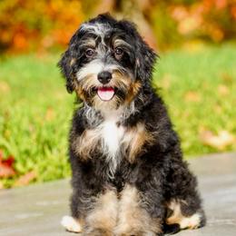 Carter (socialization program grad) - Tri-color male Bernedoodle puppy in Dundee, Ohio from Down Home Doodle