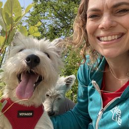 West Highland White Terrier Puppies from Bountiful Westies of West Michigan