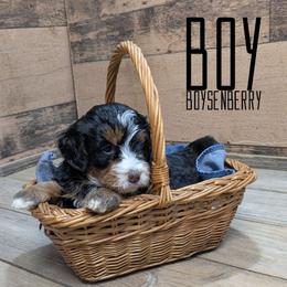 Boysenberry - Tri-color male Bernedoodle puppy in Cambridge, Minnesota from Country Meadow Doodles