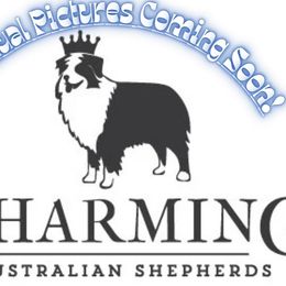 Sawyer - Black tri-color male Australian Shepherd puppy in Statesville, North Carolina from Charming Australian Shepherds