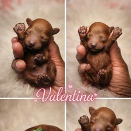 Valentina - Red  female Poodle puppy in Durham, North Carolina from Baileys Paws and Furs