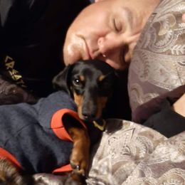 Jack - Dachshund