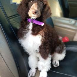 Poodle Puppies from Reeves Family Standard Poodles
