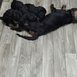Cavapoo Puppies from Carolina Canines