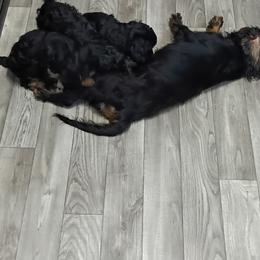 Cavapoo Puppies from Carolina Canines