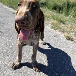 Bracco Italiano and Chihuahua Puppies from Snow Peak Kennel