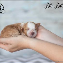 Australian Labradoodle Puppies from South Mitten Labradoodles