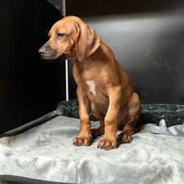 Boy 2 - Wheaten blk nose male Rhodesian Ridgeback puppy in Ocala, Florida from DogWood Kennels