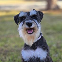 Miniature Schnauzers from SSPuppy - Sophisticated Schnauzers