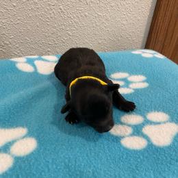 Rip - Black and white male Cockapoo puppy in Brookings, South Dakota from Hofer Pups