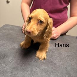 Hans - Cream male Dachshund puppy in Magnolia, Texas from Carrie’s Countryside Dachshunds