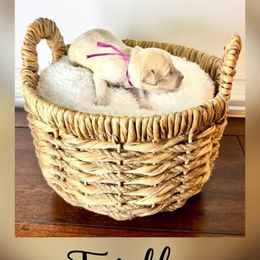 Girl 4 - female Goldendoodle puppy in Midlothian, Virginia from RVA DOODLES, LLC