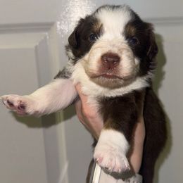 Penne - Red tri-color female Australian Shepherd puppy in Anniston, Alabama from All Hale Aussies