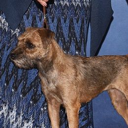 Vanessa - Border Terrier
