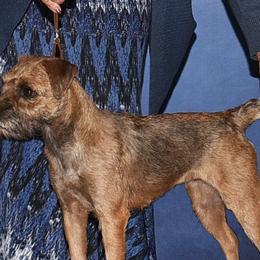 Vanessa - Border Terrier