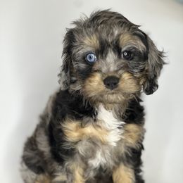 Aussiedoodle, Cavalier King Charles Spaniel, Cavapoo, and Labradoodle Puppies from Mc Doodles of Texas LLC