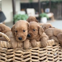 Golden Retriever Puppies from The Red Retrievers
