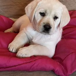 Labrador Retriever Puppies from Sula Peak Water Dogs LLC