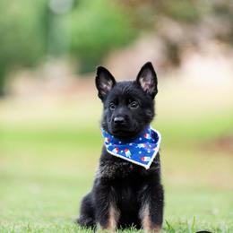 Boy (red) - Bi-color German Shepherd puppy in Buford, Georgia from vom Vikos