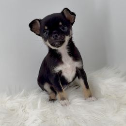 Kailani - Black and tan female Chihuahua puppy in Simpsonville, South Carolina from N&T's Chihuahuas