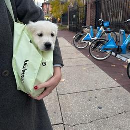Golden Retriever Puppies from Prim's Golden Retrievers