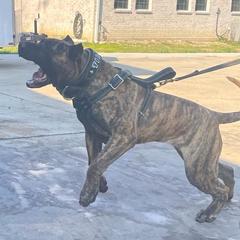 Perro de Presa Canarios from La Fundación K-9