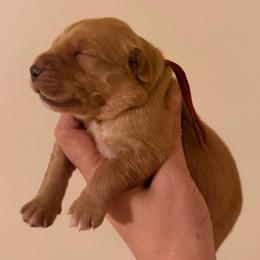 Red Boy - Dark golden male Golden Retriever puppy in Covington, Louisiana from MyKy Puppies