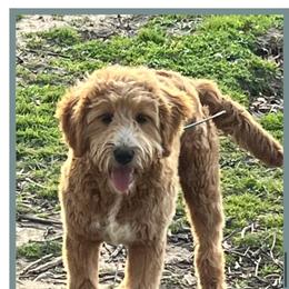 Missy - Goldendoodle