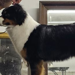 Miniature American Shepherds from Flatrock's Mini American Shepherd's