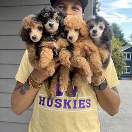 Poodle Puppies from Seattle Sankofa Kennel Club