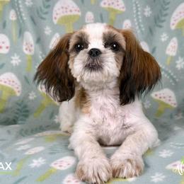 Shih Tzu Puppies from Altas Palmas Shih Tzu