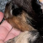 Harlequin Male - Harlequin male Beauceron puppy in Floyd’s Knobs, Indiana from Birdwing Beaucerons