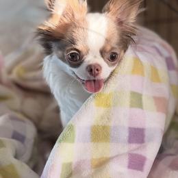 Cha cha - Chihuahua