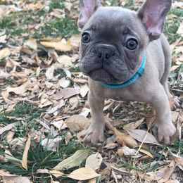 Dino - Blue fawn French Bulldog puppy in New Braunfels, Texas from Grand Star Bulldogs