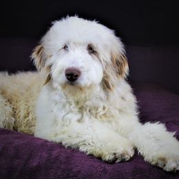 Sage - Aussiedoodle