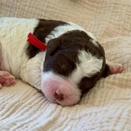 Red - Parti male Goldendoodle puppy in Hesperia, Michigan from Red Acres Poodles & Doodles