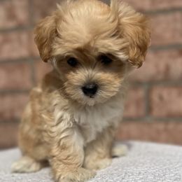 Maltese, Maltipoo, and Poodle Puppies from Healing Pawz LLC