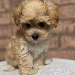 Maltese, Maltipoo, and Poodle Puppies from Healing Pawz LLC
