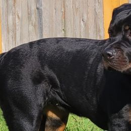 Rottweilers from Garrison Kennels LLC