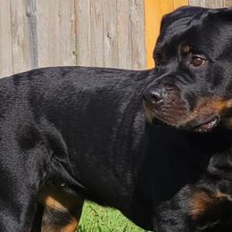 Rottweilers from Garrison Kennels LLC