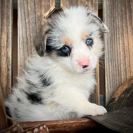 King George - male Pembroke Welsh Corgi puppy in Los Lunas, New Mexico from Blue Diamond Welsh corgis