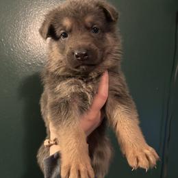 Boss - Blue male German Shepherd puppy in Watervliet, Michigan from M&M Shepherd Farms