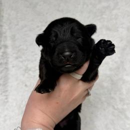 Purple - Black female German Shepherd puppy in Tennessee from Chattanooga Tn German Shepherds