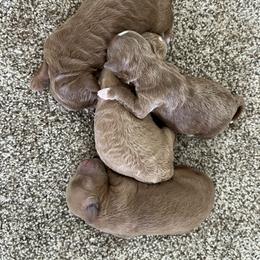 Boy 1 - Apricot male Goldendoodle puppy in Somerset, Ohio from Odyssey Pups