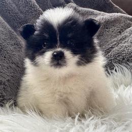 Billie - Black parti female Pomeranian puppy in Enfield, Connecticut from That Pom Haus