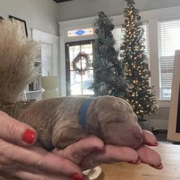 Dakota - Apricot male Goldendoodle puppy in Lake Charles, Louisiana from Perfect Fit Poodles & Doodles