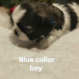 Blue collar boy - Tricolor male Shih Tzu puppy in Woodsfield, Ohio from ROSE LANE SHIH TZUS